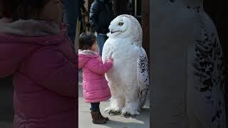 Girl playing with a white huge owl