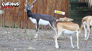 Curious Impala With Alpha Blackbuck