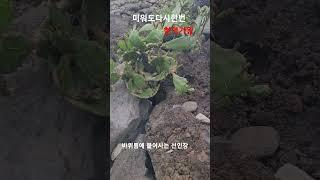 환희#미워도 다시한번