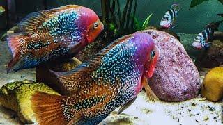 Top 3 Best Cichlids Pairs: Thorichthys Maculipinnis and Vieja Melanura