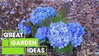 How to Care for Hydrangeas | Garden | Great Home Ideas