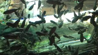 Piranhas feeding on chicken