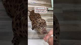 INCREÍBLE PELUQUERO ¡TRANSFORMA PERROS EN OTROS ANIMALES! SE LLAMA GABRIEL FLEITOSA #Shorts