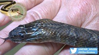 60-Second Snakes: The Northern Water Snake