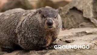 Creature Feature: Groundhog