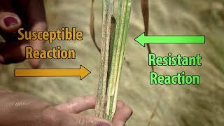 What does a rust-resistant wheat variety look like under disease pressure?