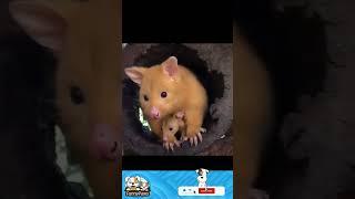 Best Funny Animal Videos - Funniest Cats And Dogs Videos Compilation  | FunnyPaws