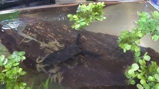 Unboxing a Water Scorpion