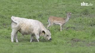 Ein junger Damhirsch unter Rindern