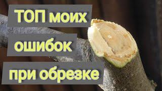 ТОП моих ошибок при обрезке и формировке плодовых деревьев. ИМХО.