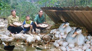 harvesting duck eggs, taking them to market, daily life on the farm, SURVIVAL ALONE