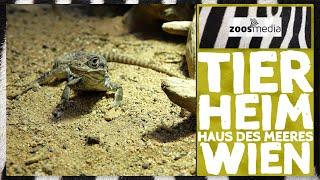 3 special ANIMALS at the animal shelter in House of the Sea in Vienna | zoos.media