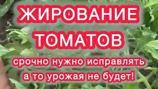 ПОЧЕМУ СКРУЧИВАЮТСЯ ЛИСТЬЯ У ТОМАТОВ И ЧЕМ ЭТО ОПАСНО.