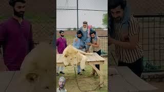 Baba g lion #lion #animals #tiger #duet #rap