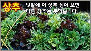 이 상추를 텃밭에서 키워 먹어보면 다른 상추는 맛없어 못먹어요