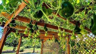 All My Gourds! _ Harvesting, Storing, And Curing // Whitt Acres