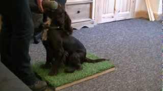 A Clicker Trained Gundog Retrieve