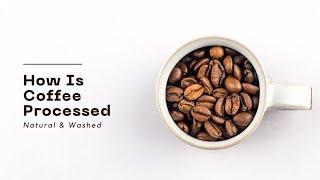 How is coffee processed? Natural & Washed