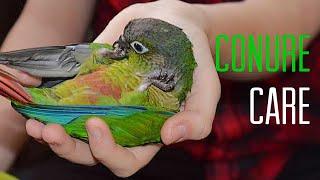 HOW TO - CARE FOR A GREEN CHEEK CONURE