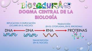 DOGMA CENTRA Y REPLICACIÓN DEL ADN