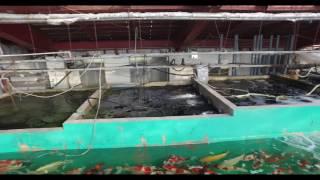 Buying KOI in JAPAN | Marusei Koi Farm