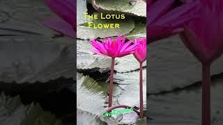 The #lotus #flower, #symbol of #purity #spirituality and #enlightenment. #religion #buddhism #life e