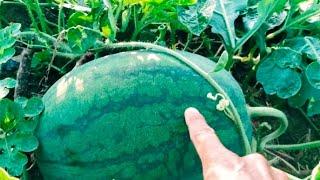 syarat utama agar buah semangka bisa besar2 dan banyak