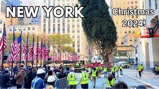 Installation of NYC Rockefeller Center Christmas Tree!  2024 Christmas NYC