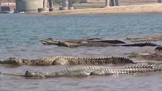 Chambal river crocodiles and gharials