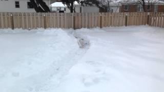 Whippet Dog Bark Lee Running in the Ohio Snow