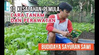 10 KESALAH PEMULA dalam BUDIDAYA MENANAM SAYURAN SAWI