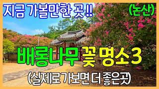 논산 배롱나무 꽃 추천 명소 3 | 종학당 / 명재고택 / 충곡서원 | 대한민국 좋은 여행지 / 사진보다 실제로 가보면 더 좋은 곳 | Korea Travel