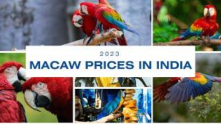 Macaw Prices in India Revealed Most popular Blue Gold Macaw and Green Wing Macaw