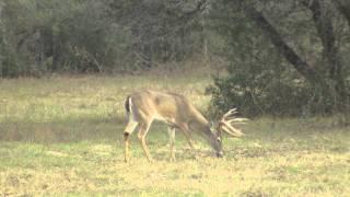 Wade Middleton Takes A Big Whitetail Buck