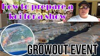 How to prepare a Koi for a Show | GROWOUT EVENT