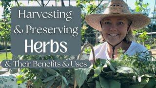 Harvesting & Preserving Herbs:  Benefits & Uses