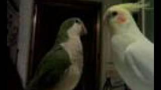 Quaker Parakeet with Lovebird with Cockatiel