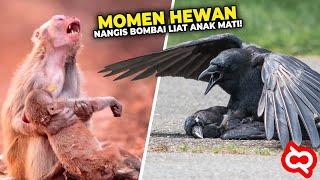 MENGHARUKAN.!! Beginilah Cara Unik Hewan Mengucapkan Selamat Tinggal pada Kawanannya yang Mati