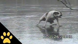 Dog On Slippery Ice