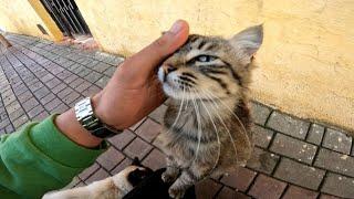 Pregnant and Homeless Tabby Cat:A Look of Gratitude and Affection Toward the Young Man Who Feeds Her