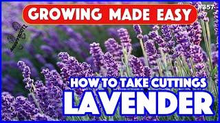 357  HOW TO TAKE LAVENDER CUTTINGS 