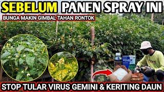  BOOSTER BUNGA & BUAH LEBIH LEBAT AGAR TIDAK RONTOK #infopertaniancabe