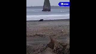 Пробежка с медведем