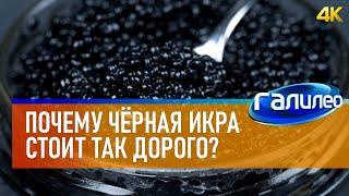 Галилео  Почему чёрная икра стоит так дорого? [4K]