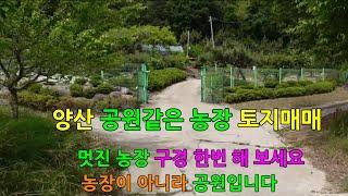 양산 농장 토지매매로 나온 여락리 양산땅은 공원 같은 농장으로 가꾸고 있습니다. 양산농장은 부산에서 가깝기 때문에 양산토지매매에 대한 관심을 가져봐 주십시요. 골든아저씨 tv