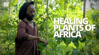 African Herbalist Shows Us Medicinal Plants And Herbs That Protect, Heal, And Restore The Body