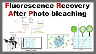 Fluorescence Recovery After Photo bleaching ( FRAP) | Principle & Application of FRAP