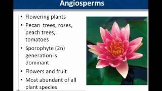 01 Botany: Overview