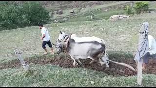 ox race danidhar rajouri..#youtube #oxraces #oxraceinharyana #trending #trendingshorts