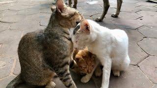 So cute/ Cute Cats Videos